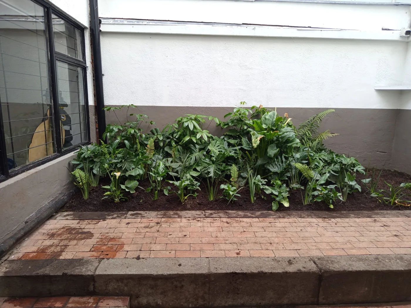 El mismo patio después: jardín terminado con helechos, filodendros y cubresuelos