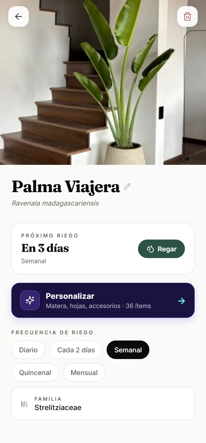 Identificación de plantas con IA — Palma Viajera reconocida con su ficha de cuidados