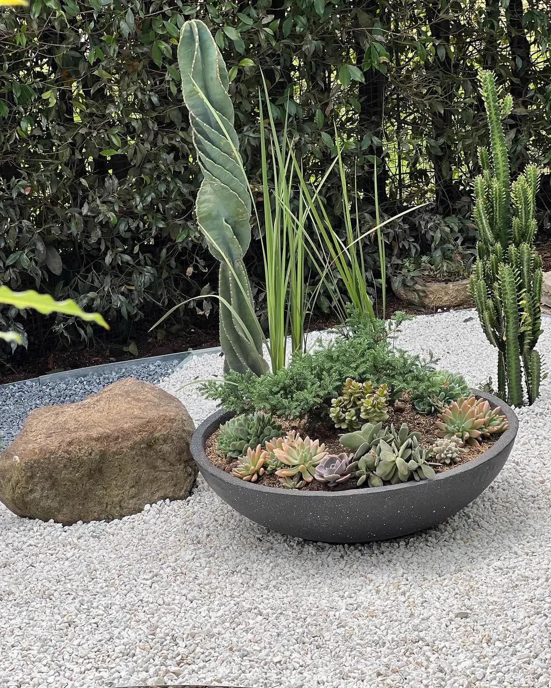 Composición de plantas en bowl con cactus y suculentas