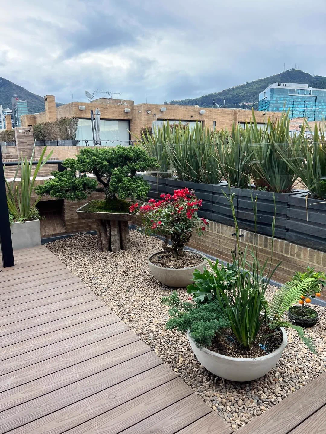 Jardín en terraza con bonsais y helechos